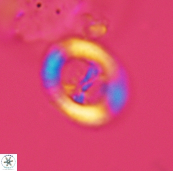 Speetonia colligata 3579