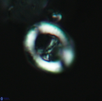 Speetonia colligata 3580