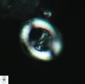 Speetonia colligata 3580