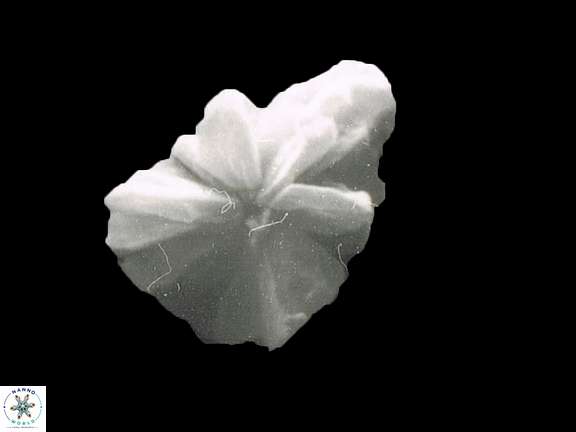 Sphenolith heteromorphus 1156 8