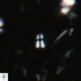 Sphenolithus compactus 122