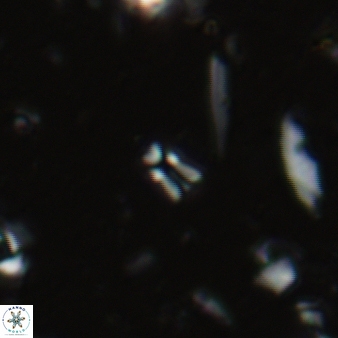 Sphenolithus compactus 124