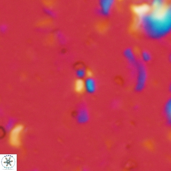Sphenolithus compactus 88