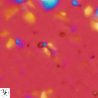 Sphenolithus compactus 90