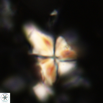 Sphenolithus conicus 289