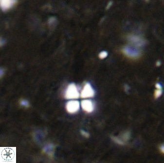Sphenolithus conspicuus 49014