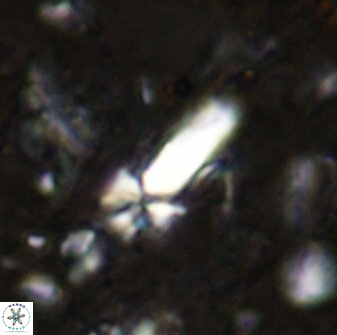 Sphenolithus conspicuus 49224