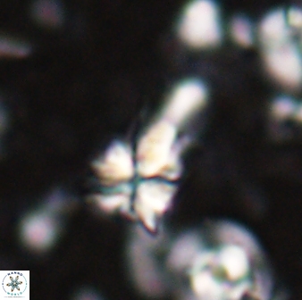 Sphenolithus calyculus 28004
