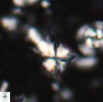Sphenolithus calyculus 28005