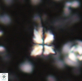 Sphenolithus calyculus 28001