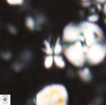 Sphenolithus calyculus 28010