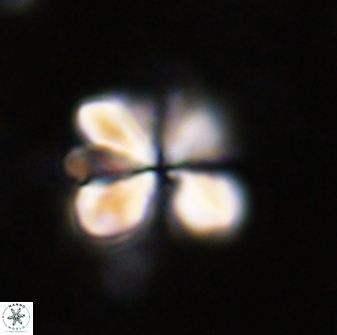 Sphenolithus cf bouketo 43020