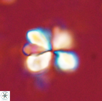 Sphenolithus cf bouketo 43021