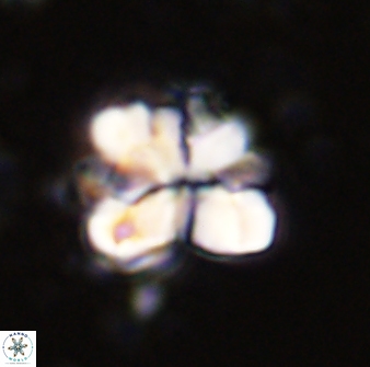 Sphenolithus cf bouketo 43022
