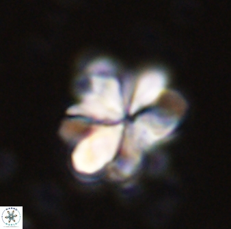 Sphenolithus cf bouketo 43028