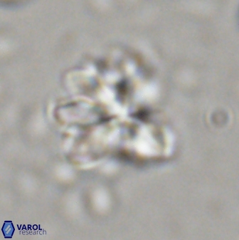 Sphenolithus cf bouketo 43030