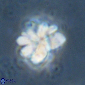 Sphenolithus cf bouketo 43032