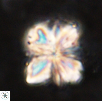 Sphenolithus cf bouketo 49631