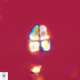 Sphenolithus cf didymikoryfi 64429