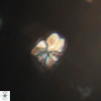 Sphenolithus cf didymikoryfi 64423