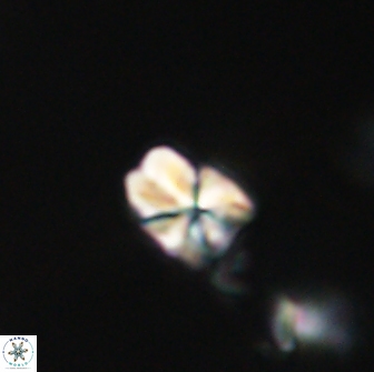 Sphenolithus cf didymikoryfi 64435