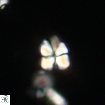 Sphenolithus cf didymikoryfi 64439