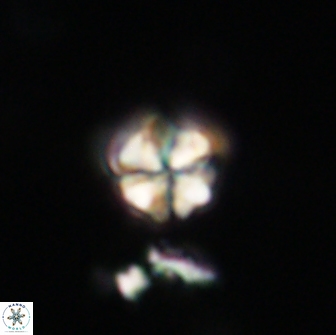 Sphenolithus cf didymikoryfi 64447