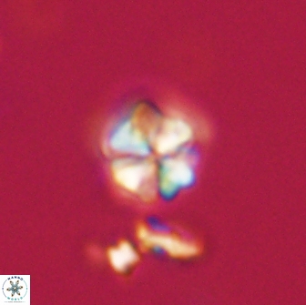 Sphenolithus cf didymikoryfi 64448