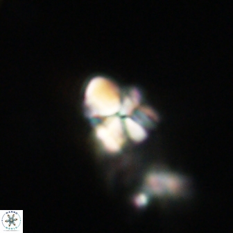 Sphenolithus cf didymikoryfi 64443
