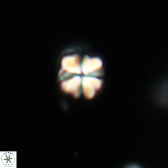 Sphenolithus cf didymikoryfi 64456