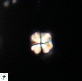 Sphenolithus cf didymikoryfi 64450