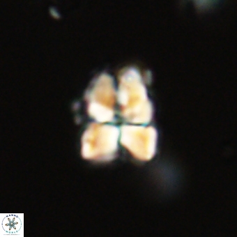 Sphenolithus cf didymikoryfi 69268