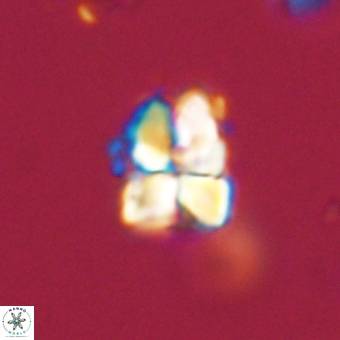 Sphenolithus cf didymikoryfi 69269