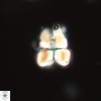 Sphenolithus cf didymikoryfi 69275