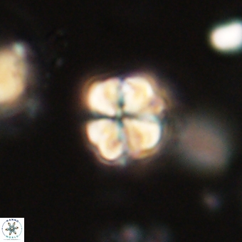 Sphenolithus cf didymikoryfi 69295