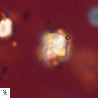 Sphenolithus cf didymikoryfi 69297