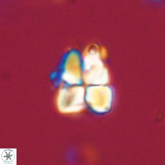 Sphenolithus cf didymikoryfi 69290
