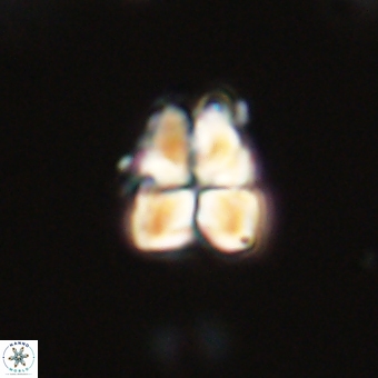 Sphenolithus cf didymikoryfi 69291