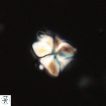 Sphenolithus cf didymikoryfi 69292