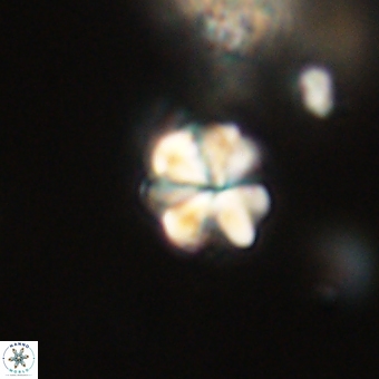 Sphenolithus cf didymikoryfi 69302