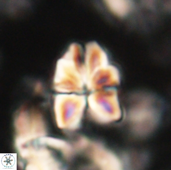 Sphenolithus cf didymikoryfi 62848