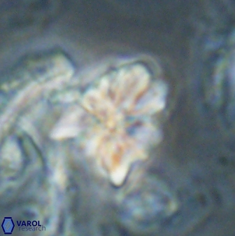 Sphenolithus cf didymikoryfi 62858