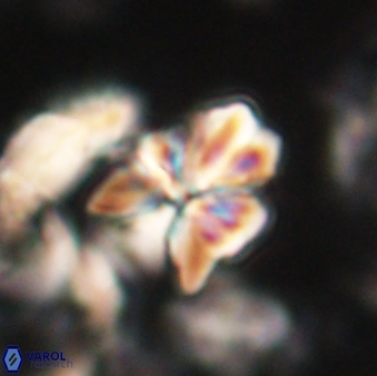 Sphenolithus cf didymikoryfi 62852