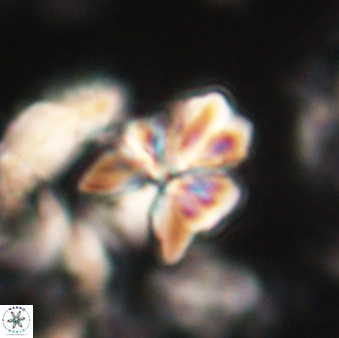 Sphenolithus cf didymikoryfi 62852
