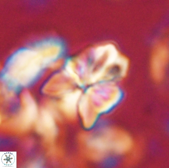 Sphenolithus cf didymikoryfi 62853