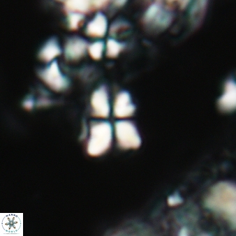 Sphenolithus cf dissimilis 186