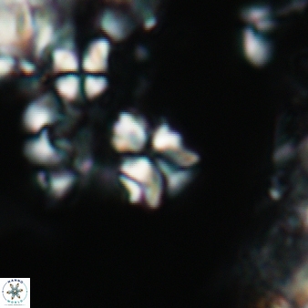 Sphenolithus cf dissimilis 189