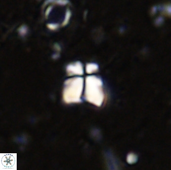 Sphenolithus chamilos 49280
