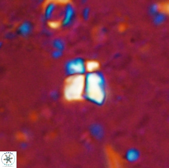 Sphenolithus chamilos 49281