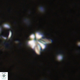Sphenolithus chamilos 49283